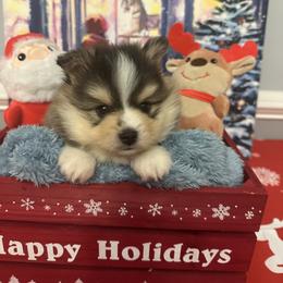 Zeke - Tri-color male Pomsky puppy in Piedmont, South Carolina from Carolina Pomskies LLC