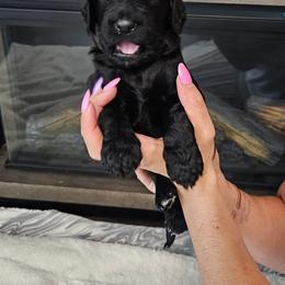 Oynx - Black male Goldendoodle puppy in Meridian, Idaho from Lucy's Golden Doodles