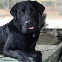 Labrador Retriever All Grown Up from Boomerang Farm