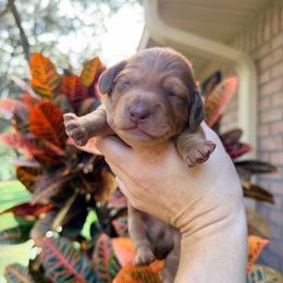 Mocha - Chocolate male Dachshund puppy in Pierson, Florida from Paige’s Mini Dachshunds