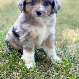 Toy Australian Shepherd Puppies from Kickapoo Creek Aussies