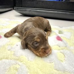 AKC Twix - Chocolate and tan female Dachshund puppy in Laveen, Arizona from Acosta Kennels