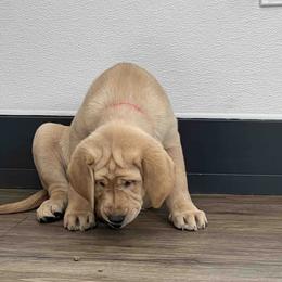 Labrador Retriever Puppies from Branley's Riverside Labradors