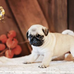Pug Puppies from Gold Leaf Farm Pugs