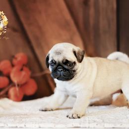 Pug Puppies from Gold Leaf Farm Pugs