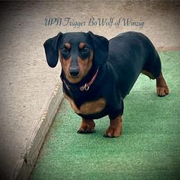 Trigger - Dachshund