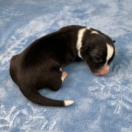 Blitzen - Brindle and white male American Corgi puppy in Waskom, Texas from Piney Woods Corgis