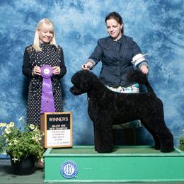 Portuguese Water Dog Puppies from Allegiance Portuguese Water Dogs