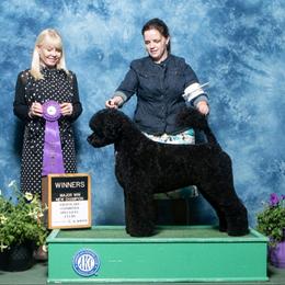 Portuguese Water Dog Puppies from Allegiance Portuguese Water Dogs