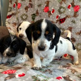 AKC Boy 2 - Piebald male Dachshund puppy in Grand Valley, Pennsylvania from Hounds on the Hill