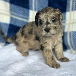 Chandler ( green collar) - Merle male Schnoodle puppy in Novinger, Missouri from Stormi Sky Schnoodles