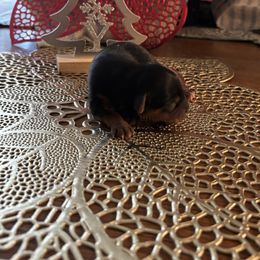 Sweet Lilly - Blue and gold female Yorkshire Terrier puppy in Brandenburg, Kentucky from Lil Amazing Paws Yorkshire Terriers