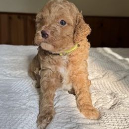 Addie - Brown and white female Cockapoo puppy in Sheridan, Missouri from Shepherdsfold’s Cockapoos