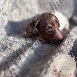 Rowan - Dapple male Dachshund puppy in Lufkin, Texas from CSW Dachshunds