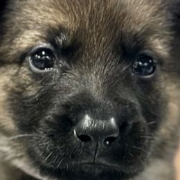 Girl 4 - Sable German Shepherd puppy in Terrell, Texas from Von Brodek Kennels