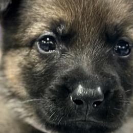 Girl 4 - Sable German Shepherd puppy in Terrell, Texas from Von Brodek Kennels
