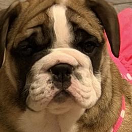 Bulldogs and Pugs from Tenpennypups