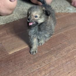 German Spitz Puppies from Legacy Kennels Michigan