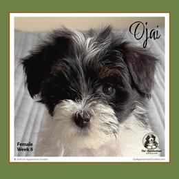 OJAI (Pronounced Oh-Hi) - Tri-color female Bernedoodle puppy in Branchland, West Virginia from Our Appalachian Doodles
