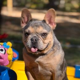 Mauietta - French Bulldog
