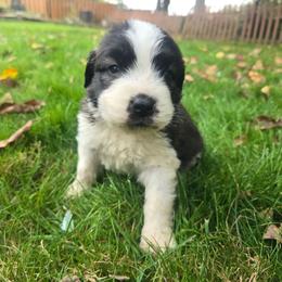 Mo - Brindle and white male Saint Berdoodle puppy in Castle Rock, Washington from PNW Saint Berdoodles