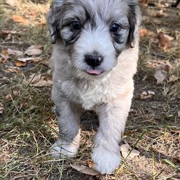 Opal - Blue merle female Aussiedoodle puppy in Grand Haven, Michigan from Happy Hippy Doodles