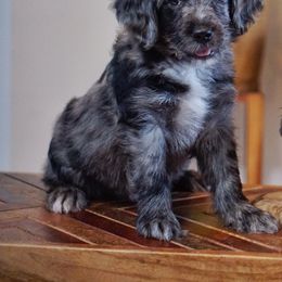 Aussiedoodle, Golden Aussiedoodle, and Goldendoodle Puppies from Miami Mini Doodles