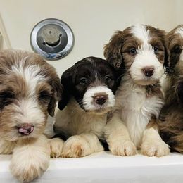 Aussiedoodles from Brandt Farms Aussiedoodles