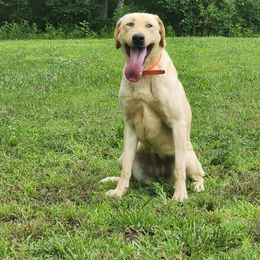 N'awlins - Labrador Retriever