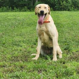 N'awlins - Labrador Retriever
