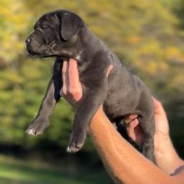 Capa - Black female Cane Corso puppy in Cable, Ohio from Americana Cane Corso
