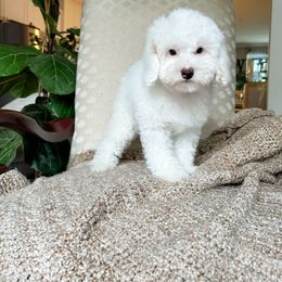 Cockapoo Puppies from Cockapoo Puppies and Co.