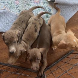 Dachshund and Pomeranian Puppies from Puppiesnat