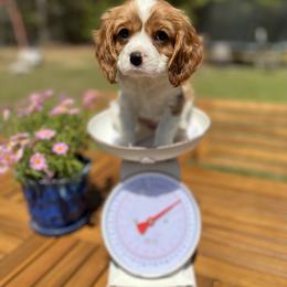 Cavalier King Charles Spaniel Puppies from Ohana Cavalier King Charles Spaniels