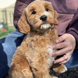 Iquitos - Caramel red male Australian Labradoodle puppy in Morgan Hill, California from Loving Labradoodles