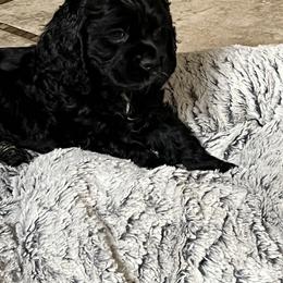 "Available and ready 2/18" Cocker Spaniel Puppies from Fleur de Lis Cockers- Cuchna Cockers