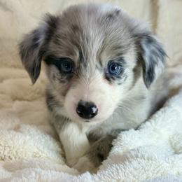 Angel - Blue merle female Border Collie puppy in East Ellijay, Georgia from Nine Peaks Border Collies
