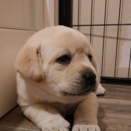 CHRISTINA - Yellow Labrador Retriever puppy in Deer Park, Washington from PFR Labradors