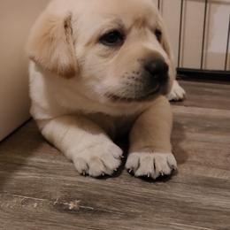CHRISTINA - Yellow Labrador Retriever puppy in Deer Park, Washington from PFR Labradors