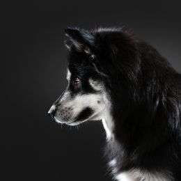 Islay - Siberian Husky