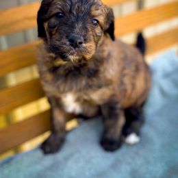 Bernedoodle and Siberian Husky Puppies from Timberline Paws