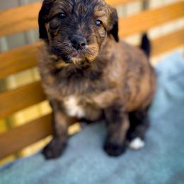 Bernedoodle and Siberian Husky Puppies from Timberline Paws