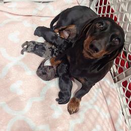 Dachshund puppies from Lucky 11 Ranch