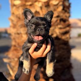 Purple - Black and tan female French Bulldog puppy in Avondale, Arizona from BigDiamondFrenchies