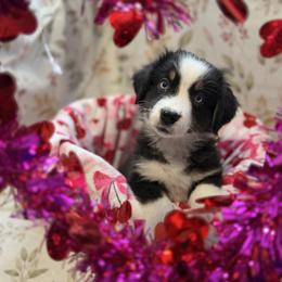 Zenith - Black tri male Miniature Australian Shepherd puppy in Ellendale, North Dakota from Ark Acres Kennels