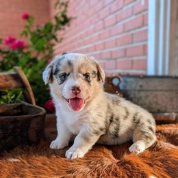 Millie - Blue merle and white female American Corgi puppy in Shawnee, Oklahoma from Sunray Ranch