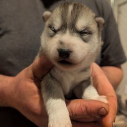 Sargent - Gray and white male Siberian Husky puppy in Wisconsin from Liberty Siberians