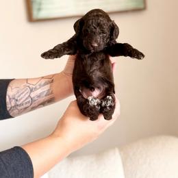Toblerone - Chocolate male Goldendoodle puppy in Twin Falls, Idaho from Burrow & Bone