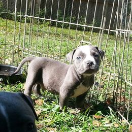 American Bully Puppies from LA Bully Cartel