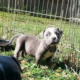 American Bully Puppies from LA Bully Cartel